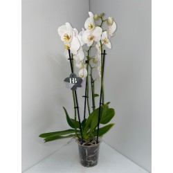 Orchidée phalaenopsis 3...