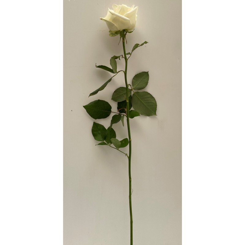 Bouquet 5 roses blanches 60 CM