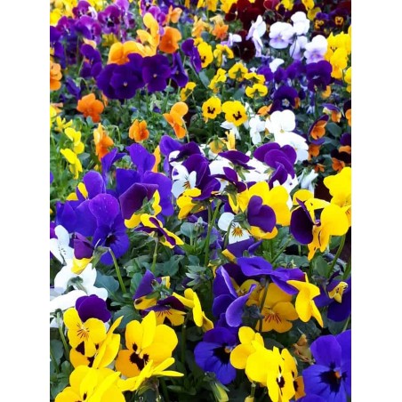 viola plante fleurie bisannuelle non gélive d'extérieur décorative chez  Plant Center Fleurs, livraison et click and collecte Dij