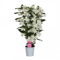 Orchidée dendrobium blanc