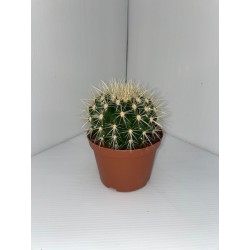 cactus boule