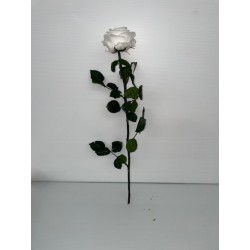 rose éternelle blanche...