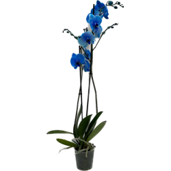 orchidée phalaenopsis bleu