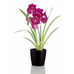 Orchidée miltonia