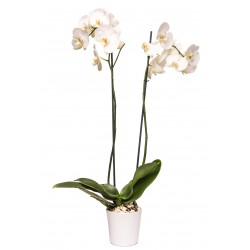 Orchidée phalaenopsis XL